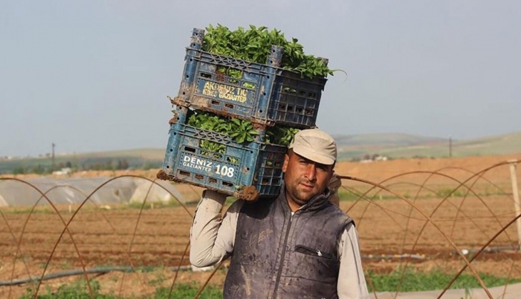 Üreten çiftçi kazanmıyor aracı ve market kazanıyor! İşte İstanbul ve Antalya Hali 22 Nisan 2022 fiyat listesi