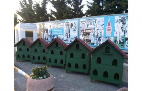 Beyoğlu Belediyesi'nden kedilere 3 katlı villa!