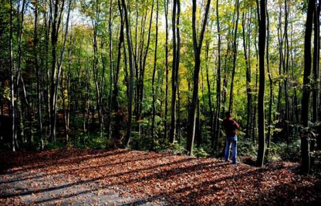 Ormanın mevcut durumunun tespiti!