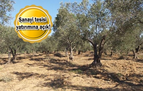 Zeytinlik alanlarına imar yasağı!
