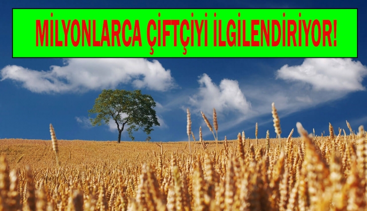 Çiftçilere şok! Buğday fiyatları resmen fırladı! Hangi borsada buğday kaç TL? 25 Temmuz 2022 buğday fiyat listesi...