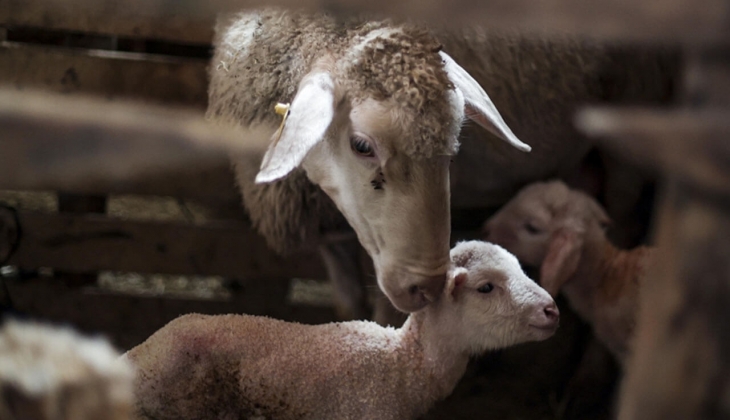 Koyun Keçi Yetiştiricileri Merkez Birliği'nden emsal hareket! Depremzedeler için battaniye yardım kampanyası başlattı!