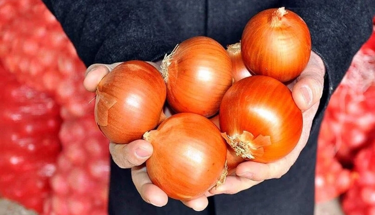 Çukurova da hasat yaygınlaştı! Soğanın fiyatı düşüyor! 
