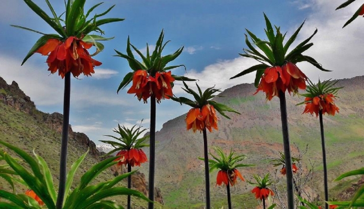 Sadece 20 gün yaşıyor! Bu çiçeği koparmanın cezası 244 bin TL! 