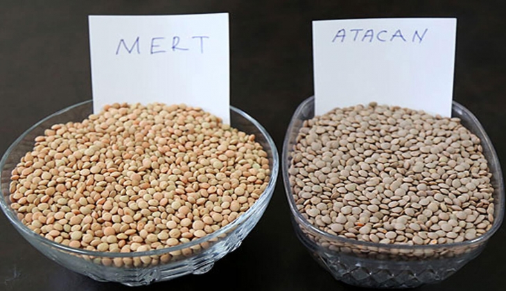 Çiftçiler bu haberi bekliyor! Son dakika mercimek fiyatları kaç lira? İşte 11 Mayıs 2022 fiyat listesi...