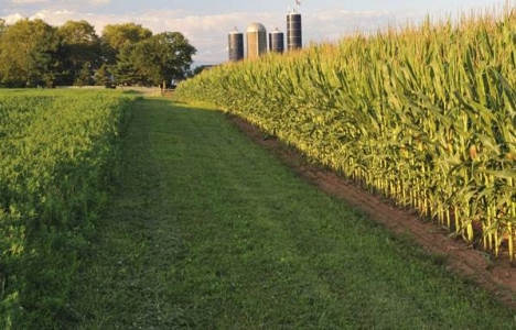 Tarım arazilerini devlet kiralayıp ekecek!