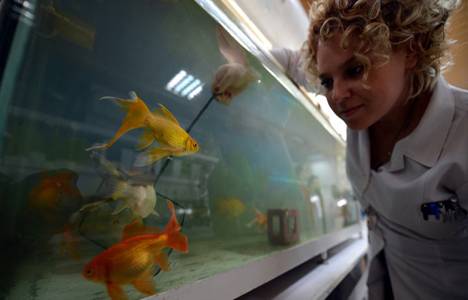 BUSKİ arıtma tesisinde barajdan gelen suyun kontrolü Japon balıkları ile yapılıyor!