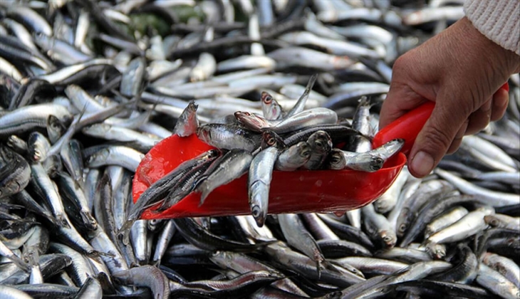 İstanbul Büyükşehir Belediyesi Balık Hali'nin 1 Nisan 2022 fiyatları belli oldu! İşte fiyat listesi!