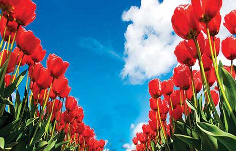 Peyzaj sevdası lale üretimini arttırdı!