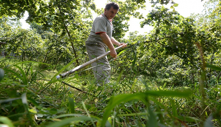 Fındık bahçesi almak isteyenlere müjde! Trabzon’da fındık bahçesi satılacak!
