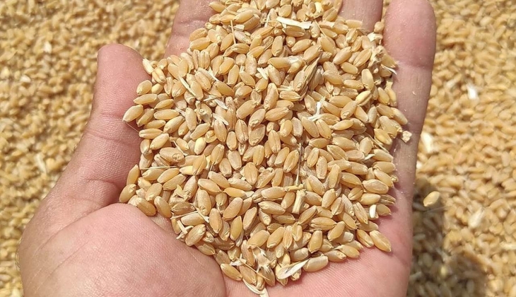 TMO hububat fiyatlarını güncelledi? İşte 13 Mayıs 2023 hububat fiyat listesi