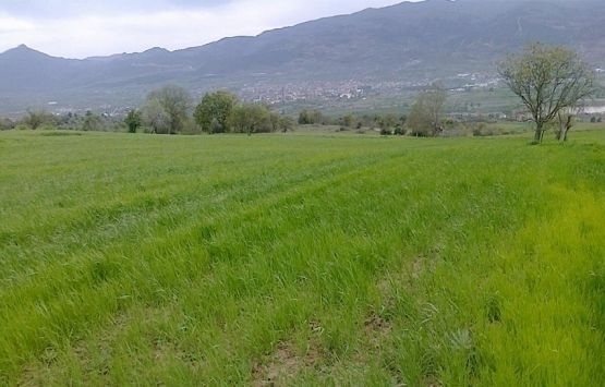 Bir gayrimenkulde her hissedar malik midir?