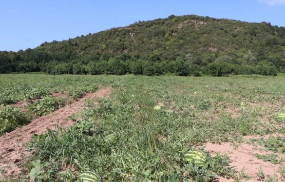 Beykoz'daki tarım alanları imara mı açılıyor?