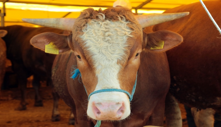 Kurbanlık alacaklara yeni fiyat açıklandı: 70 lira olacak artış yüzde 130