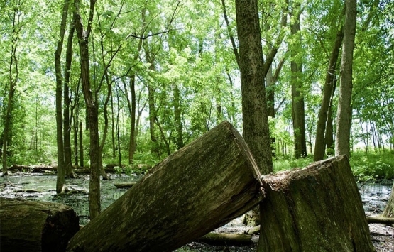 TSK hatıra ormanı imara açılıyor iddiası!
