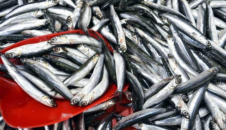 İstanbul Balık Hal fiyatları açıklandı mı? Çipura, levrek, hamsi, lüfer ne kadar? 27 Ocak 2023 fiyat listesi