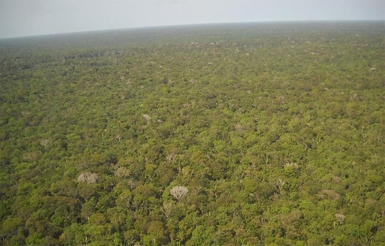Amazon ormanları Facebook'ta satılıyor haberlerine soruşturma!