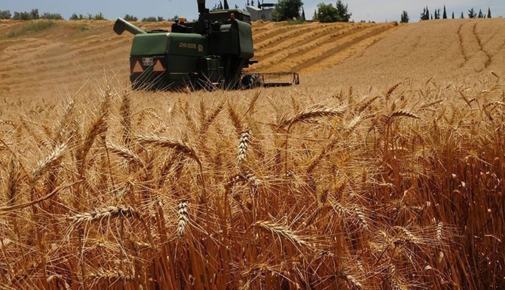 Buğday fiyatlarında son dakika! Buğday bugün kaç TL? TMO, Edirne, Polatlı Ticaret Borsası 23 Haziran 2022 fiyat listesi