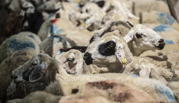 Tarım Bakanlığı açıkladı! Hayvansal üretim yapan aile işletmelerine hibe desteği!