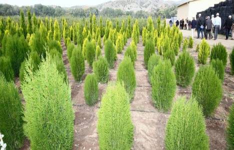  Muhittin Şimşek, kiraladığı araziye madenciler için 301 fidan dikti!