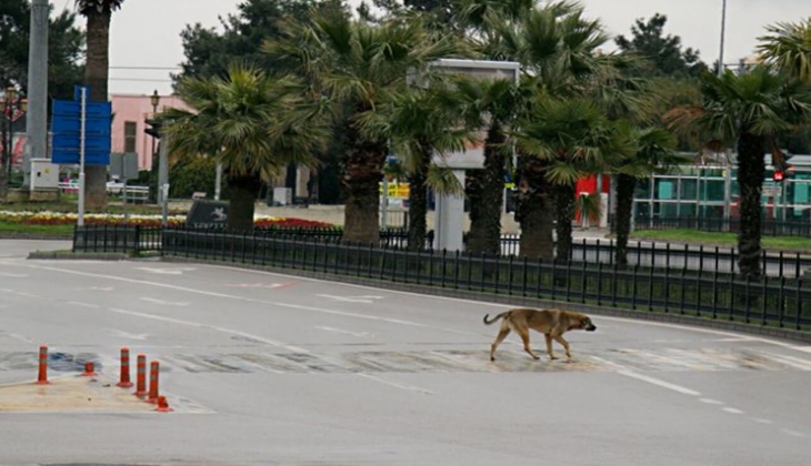 Samsun Tekkeköy de 14 bin 504 metrekarelik arsa satılıyor! Fiyatını gören inanamadı!