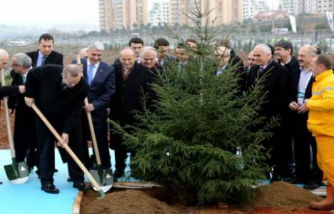 İstanbul'a 400 bin yeni ağaç dikiliyor!