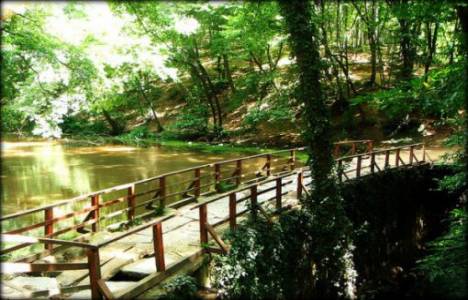 Zeytinlik Sahaları Koruma Kurulu oluşturuluyor!