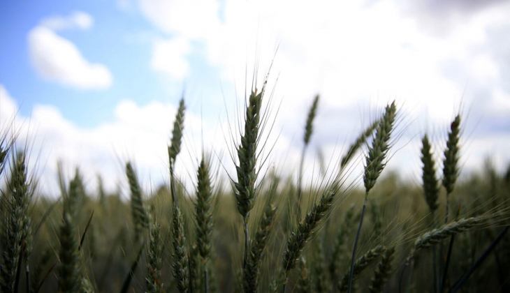 Çiftçilere son dakika şoku! Buğday fiyatları bugün kaç lira oldu? 25 Temmuz 2022 fiyat listesi...