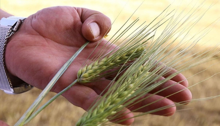 2022 buğday ve arpa fiyatları! Buğday ve arpa alım fiyatları ne kadar?