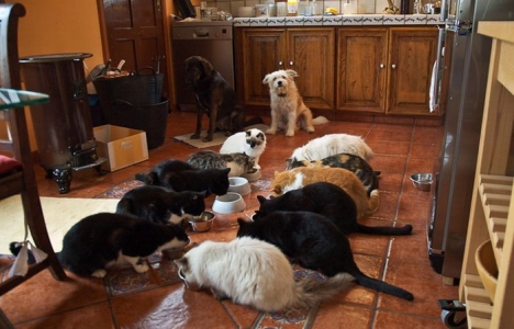 80 kedisiyle kiralık ev arıyor!