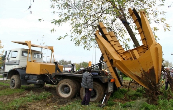 Gebze OSB-Darıca Sahil Hattı için bin 500 ağaç taşındı!
