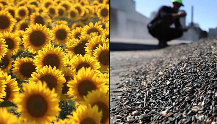 Çiftçiler ayçiçeği ekimlerine yeniden başladı! Ayçiçeği fiyatları ne kadar? Borsalarda yağlık ayçiçek kaç TL?