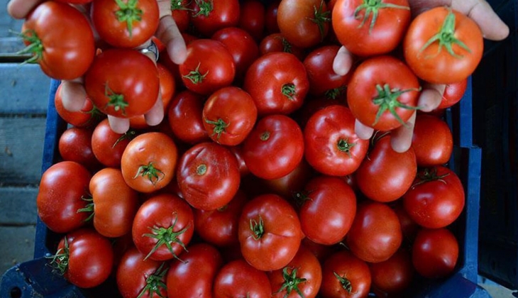 Domates stoku yapmaya başlayın! Bu kış domatesin fiyatı cep yakacak!