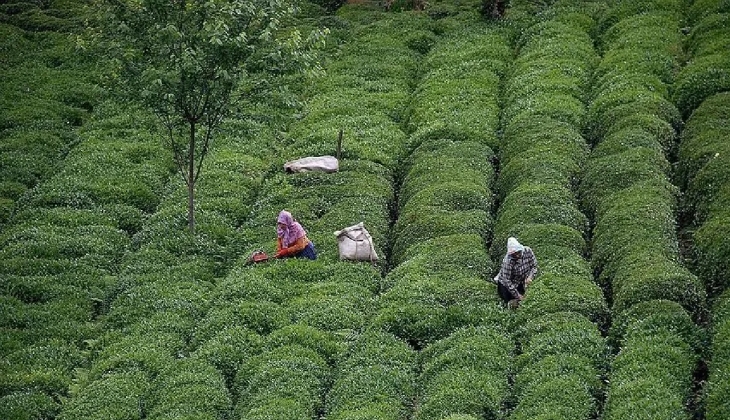 Carrefoursa da ayçiçek yağı ve çaya yüzde 28 e varan dev indirim! 
