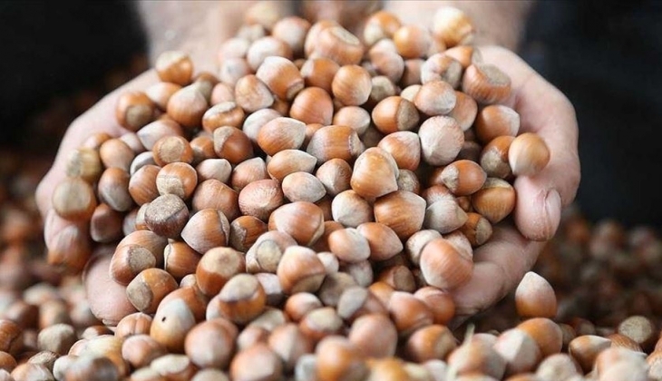 Fındık fiyatları ile ilgili son durum! 22 Ağustos’u kaçırmayın!