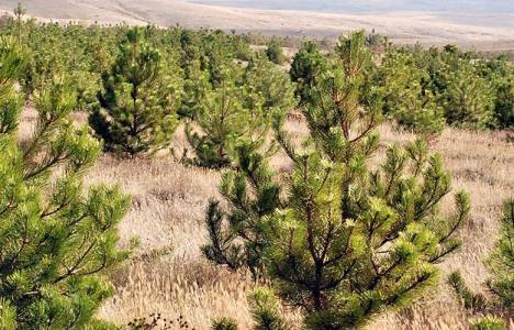 Kömür çıkarılan alanlara ağaç dikimi yapıldı!