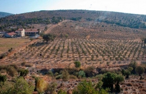 zeytinlik alanların imara açılması