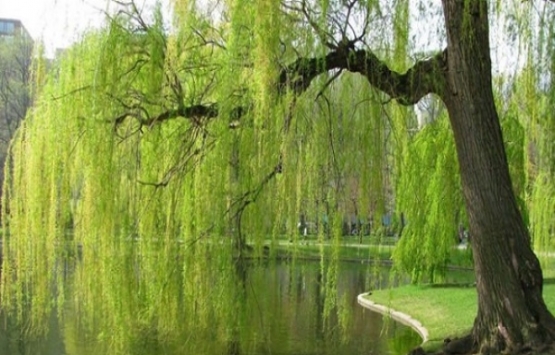 Nakkaştepe’ye millet bahçesi yapılıyor!