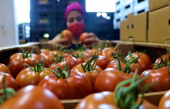 Savaş, sebze fiyatlarını da vurdu! Domates bir haftada 25 TL'den 4 TL'ye düştü! 