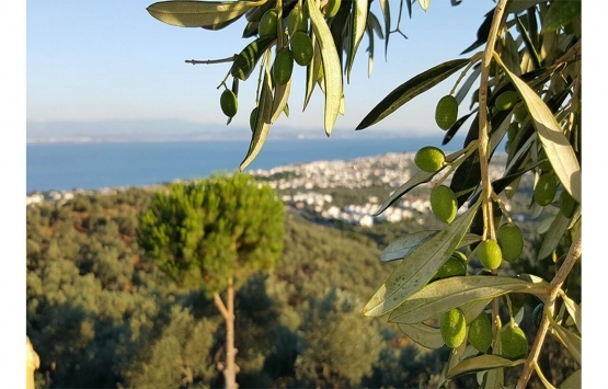 Edremit te 9.6 milyon TL ye satılık gayrimenkul!