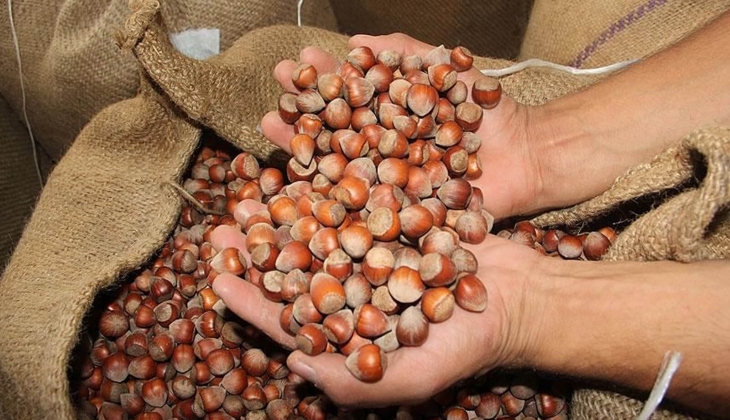 TMO fındık fiyatları belli oldu! Ordu, Trabzon, Giresun fındık fiyatları ne kadar? 10 Ekim 2023 fındık fiyatları