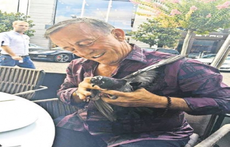 Ali Ağaoğlu ndan yaralı güvercine yardım!