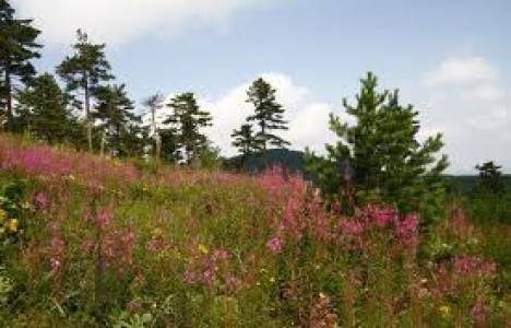 KKTC'nin ilk bal ormanını Türkiye kuracak!
