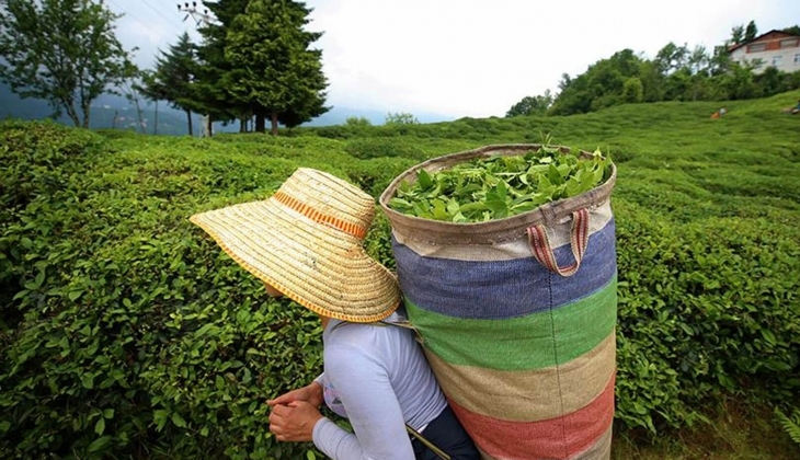 ÇAYKUR, organik yaş çay için dekar başına 10 bin TL ödeyecek! Şimdi açıklandı!