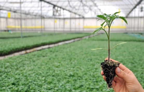 Antalya'daki sera arazileri kiraya veriliyor!