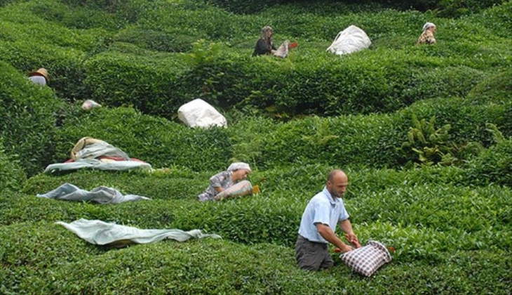 Çaykur kura sonuçları isim listesi yayınlandı mı? İŞKUR 2022 Çaykur işçi alımı sonuçları…