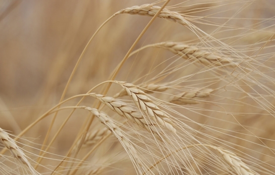 Ukrayna Rusya savaşı gıdayı vurdu! Fiyatlar rekor kırdı!