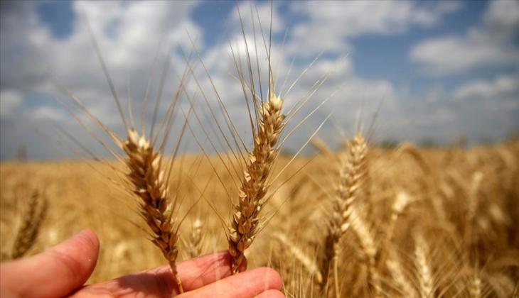 TMO’nun aldığı hububat miktarı 9 milyon tona dayandı!