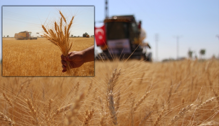 TMO'nun buğdayda çiftçiye ödeyeceği prim destek miktarı belli oldu! Bu tarihe kadar kayıt yaptırmayan para alamayacak