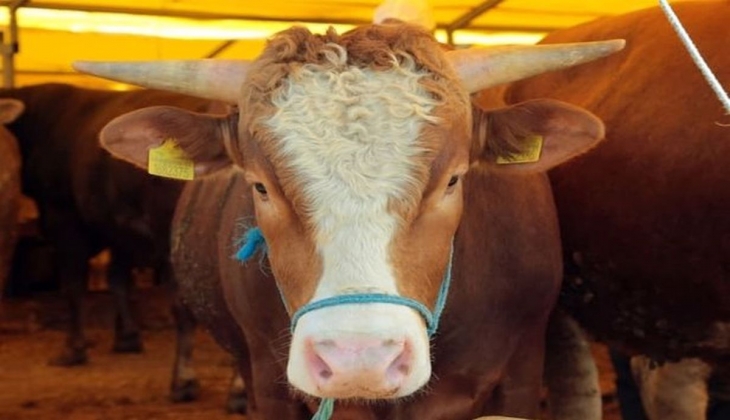 2022 kurbanlık fiyatları belli oldu! İşte şehir şehir kurbanlık fiyatları